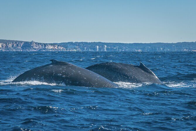 Whales of Sydney Sea Safari - What’s Included and What’s Not
