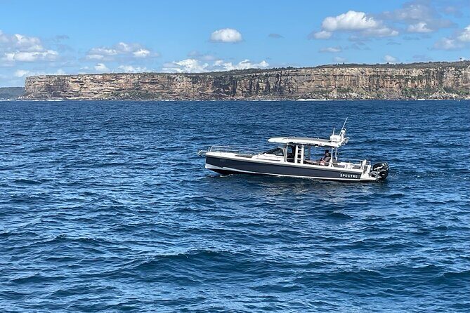 Whales of Sydney Sea Safari - Who Should Consider This Tour?