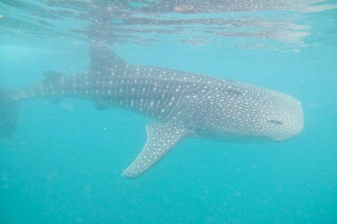 whaleshark, snorkeling with a giant sea - A Detailed Look at the Whale Shark Snorkeling Tour