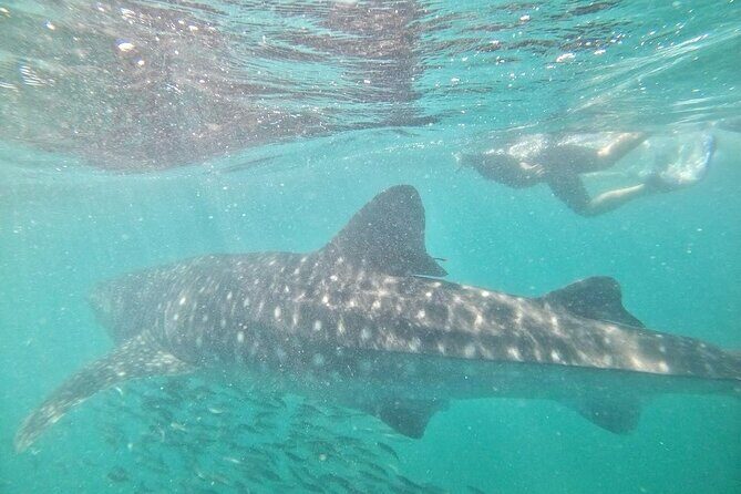 whaleshark, snorkeling with a giant sea - Who Will Love This Tour?