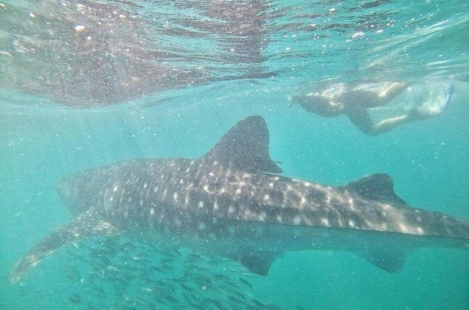 whaleshark, snorkeling with a giant sea - FAQ