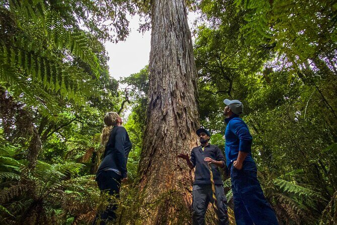 Whirinaki Forest Footsteps: Mori Guided Tour, Picnic & Transfer - Frequently Asked Questions