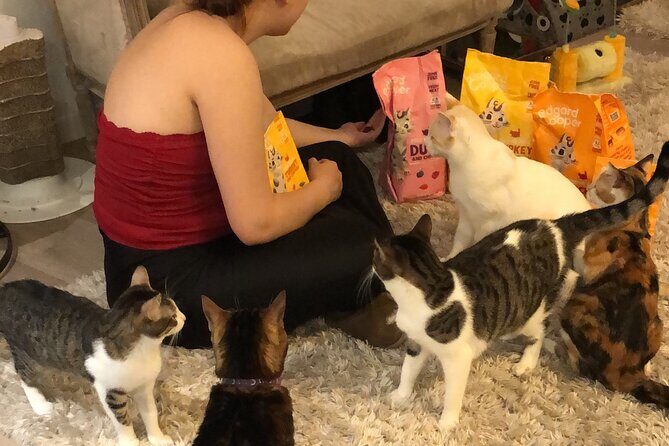 Whiskers & Coffee: Relax and Play with Adorable Cats - The Heart of the Experience: A Cozy Feline Haven