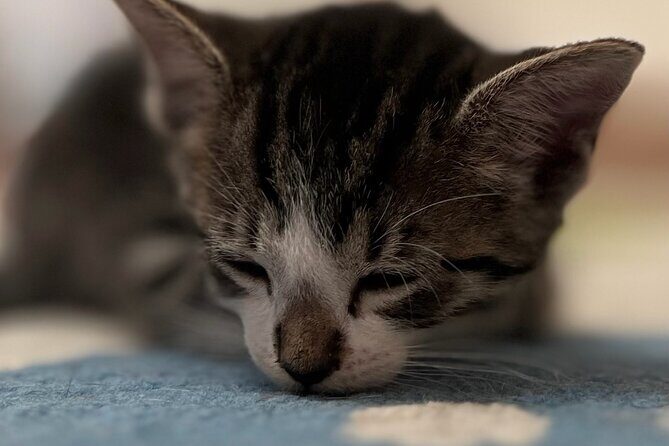 Whiskers & Coffee: Relax and Play with Adorable Cats - Who Will Love This Experience?