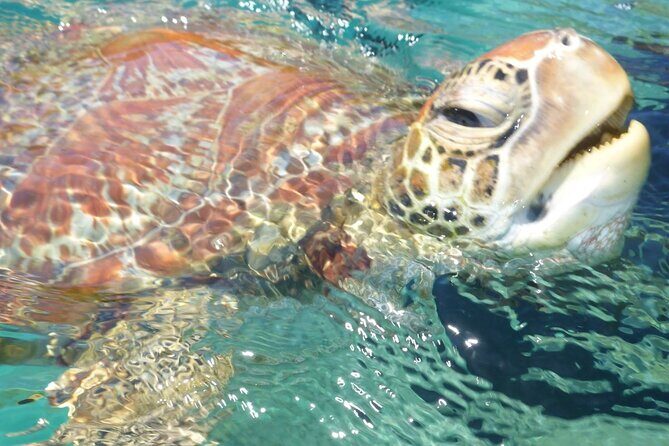 Whisper Cruises - One-Hour Turtle Spotting Bay Cruise - An Introduction to the Turtle Spotting Bay Cruise