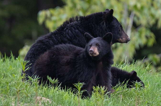 Whistler Bear Tour - FAQs