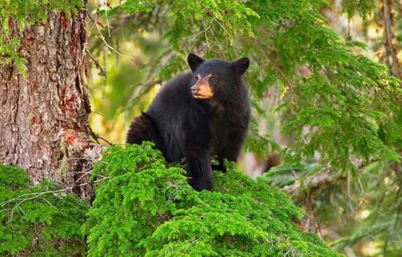 Whistler: Morning with the Bears Land Rover Scenic Excursion - The Experience: What to Expect on the Tour