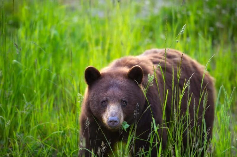 Whistler: Morning with the Bears Land Rover Scenic Excursion - Wildlife Viewing: The Heart of the Tour