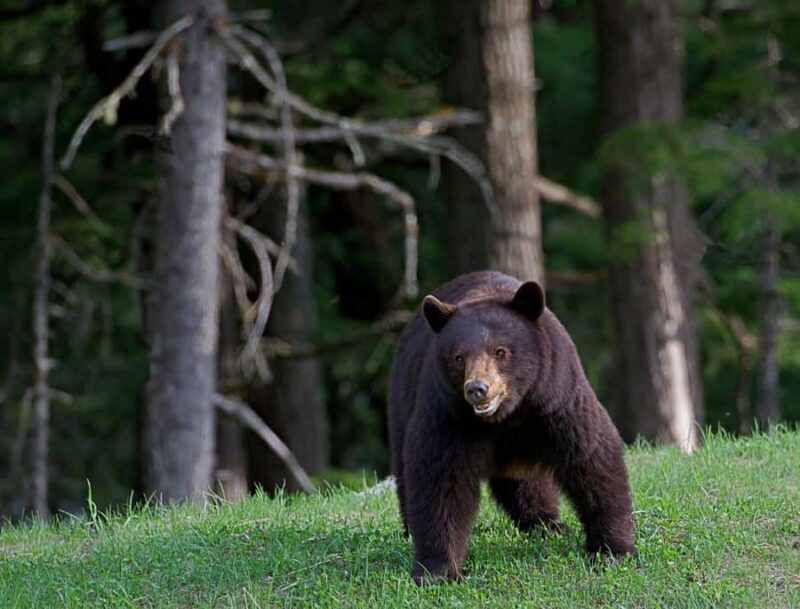 Whistler: Morning with the Bears Land Rover Scenic Excursion - Who Should Consider This Tour?