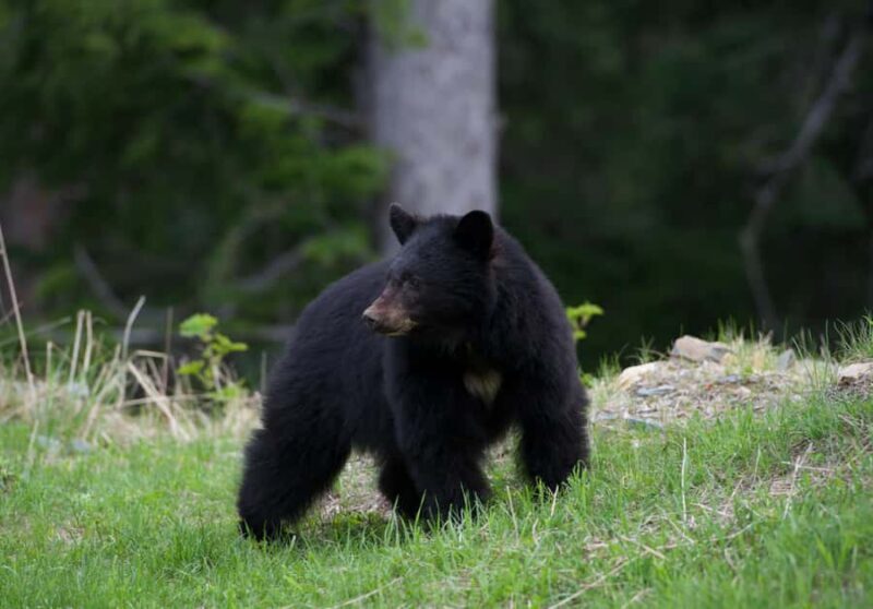 Whistler: Morning with the Bears Land Rover Scenic Excursion - Final Thoughts