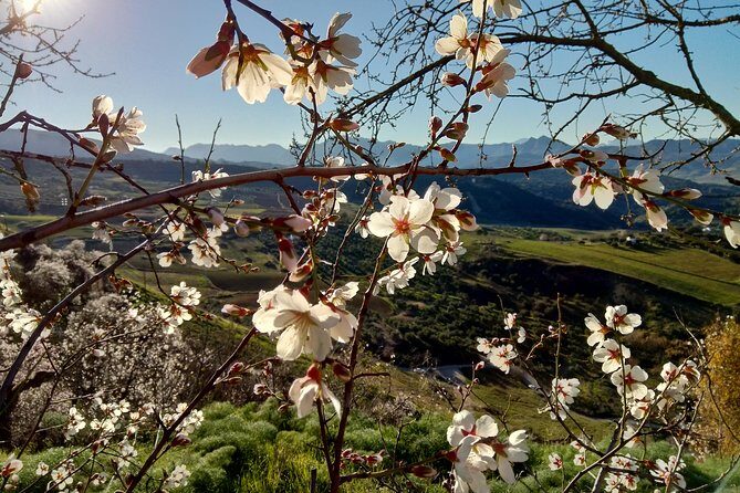 White Villages & Ronda 2 Days Tour from Seville - The Detailed Breakdown of Your Two-Day Journey