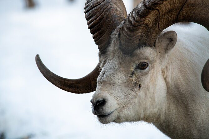 Whitehorse 3 Day Aurora Tour Wildlife Preserve and Hot Springs - What Makes This Tour Special?
