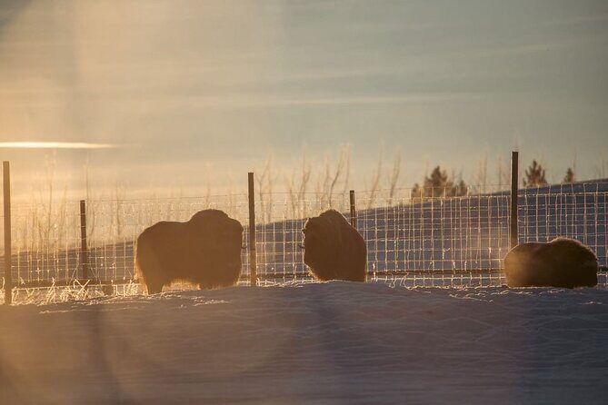 Whitehorse 4 Day Aurora Tour Wildlife Preserve and Hot Springs - Who Would Enjoy This Tour?