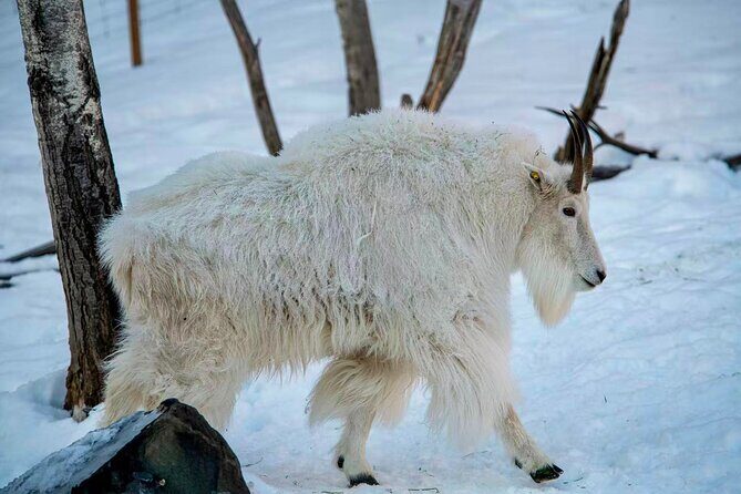 Whitehorse 4 Day Aurora Tour Wildlife Preserve and Hot Springs - Final Thoughts