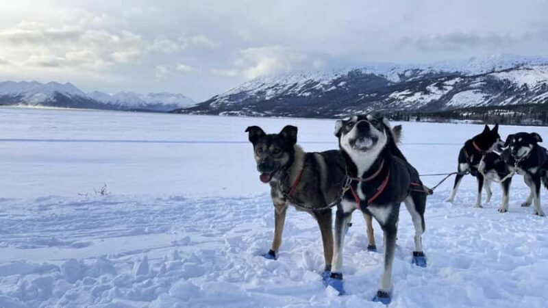 Whitehorse: Dog Sledding Adventure with Hot Cocoa - Key Points