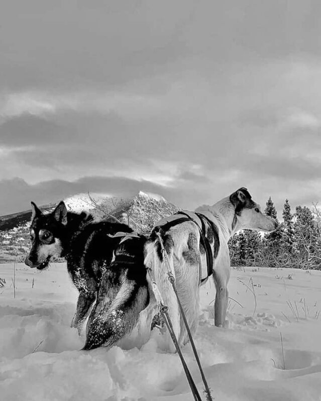 Whitehorse: Dog Sledding Adventure with Hot Cocoa - An In-Depth Look at the Whitehorse Dog Sledding Tour