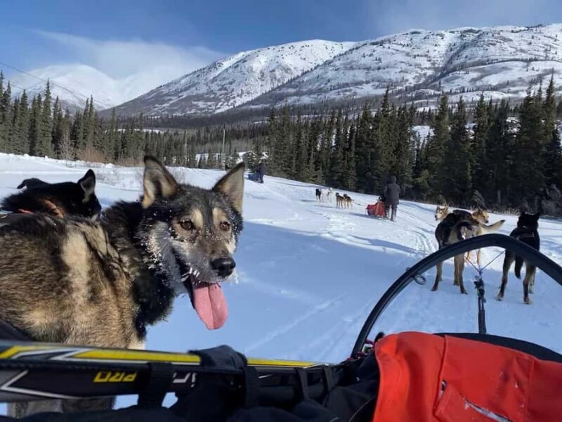 Whitehorse: Dog Sledding Adventure with Hot Cocoa - Who Should Consider This Tour?