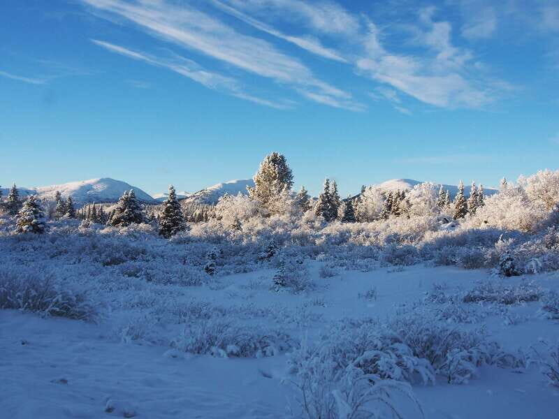 Whitehorse: Half-Day Snowshoeing Tour - Key Points