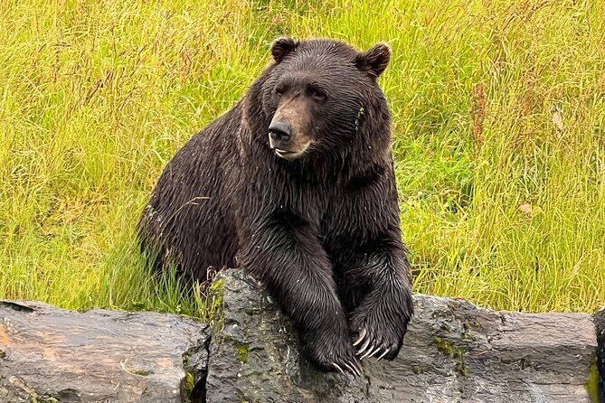 Whittier to Anchorage Cruise Transfer Wildlife Center and Tram - The Journey from Whittier to Anchorage: A Detailed Look