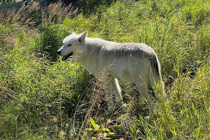 Whittier to Anchorage Cruise Transfer Wildlife Center and Tram - Practicalities and Tips