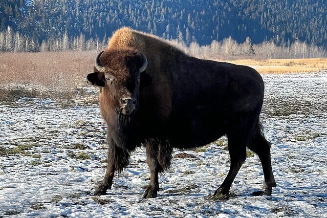 Whittier to Anchorage Cruise Transfer Wildlife Center and Tram - Final Thoughts