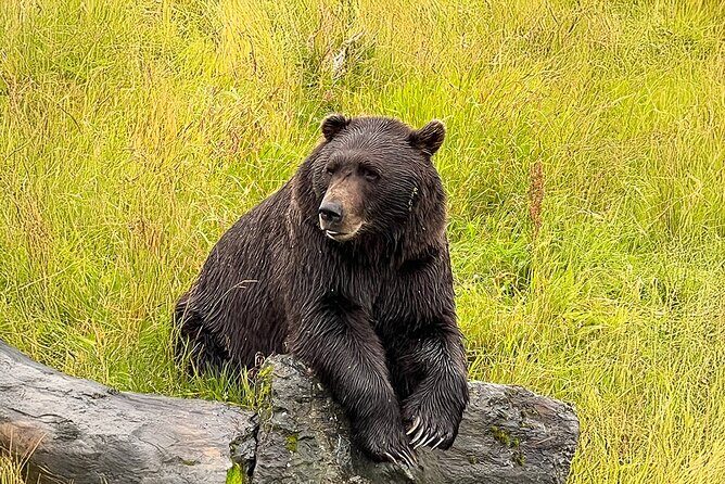 Whittier to Anchorage Cruise Transfer with Wildlife and Tram - Exploring the Itinerary: What You Can Expect