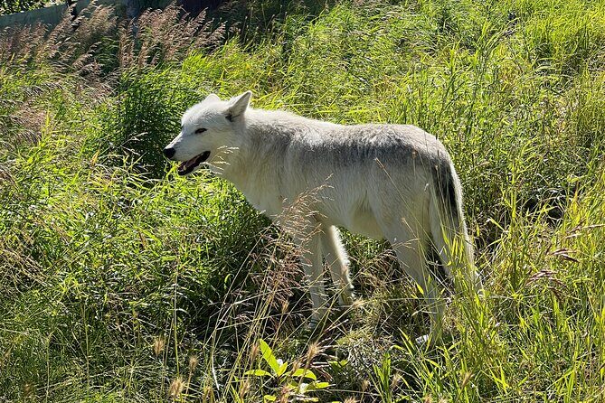 Whittier to Anchorage Cruise Transfer with Wildlife and Tram - The Sum Up: Is It Worth It?