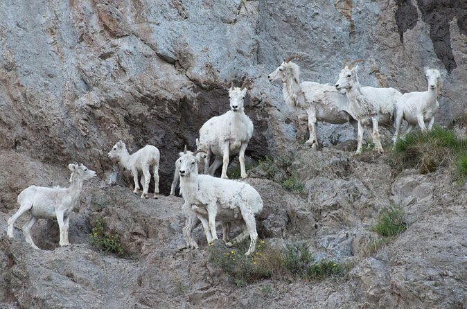 Whittier to Anchorage Direct Transfer Tour - Who is it best suited for?