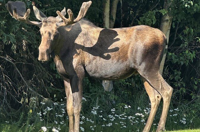 Whittier to Anchorage Sightseeing with Wildlife Tour - Final Thoughts