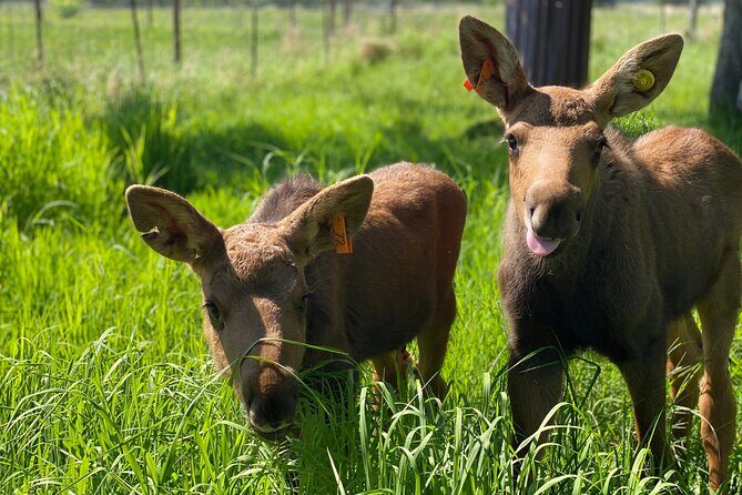 Whittier to Anchorage Wildlife Extravaganza - Scenic Drive along the Seward Highway