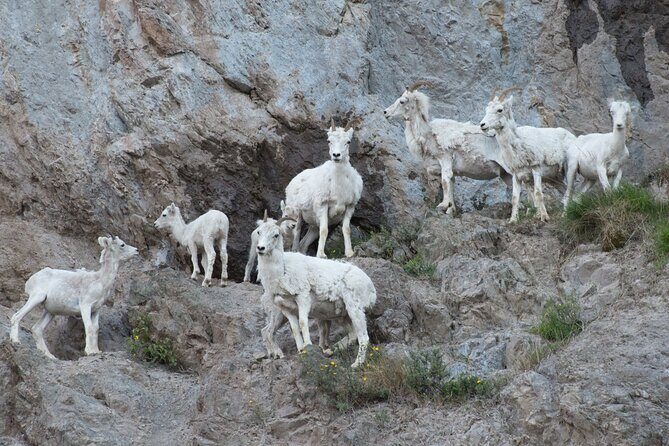 Whittier to Anchorage Wildlife Extravaganza - Pricing and Value Analysis