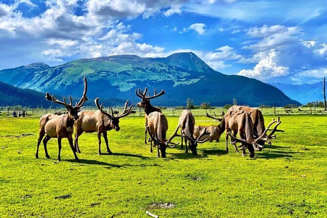 Whittier to Anchorage Wildlife Extravaganza - FAQ