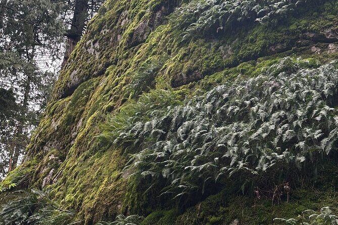 Whytecliff Park Indigenous Salish Sea Walking Tour - Why This Tour Matters