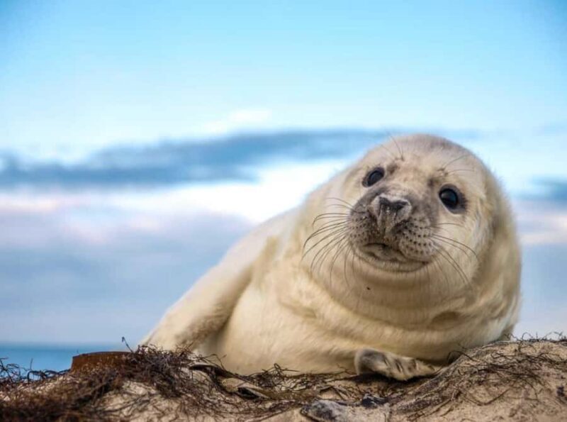 Wickford, RI: Narragansett Bay Seal-Watching Tour by Boat - Key Points