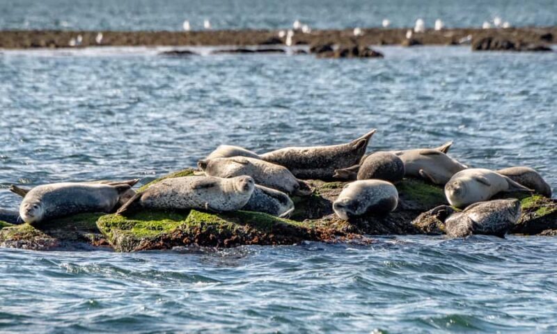 Wickford, RI: Narragansett Bay Seal-Watching Tour by Boat - What to Expect on the Wickford Seal-Watching Tour