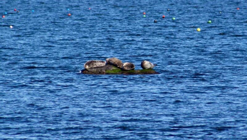 Wickford, RI: Narragansett Bay Seal-Watching Tour by Boat - FAQ