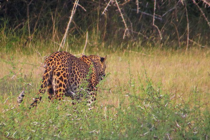 Wild Adventures Safari from Wilpattu - Wild Adventures Safari from Wilpattu: An Authentic Wildlife Encounter in Sri Lanka