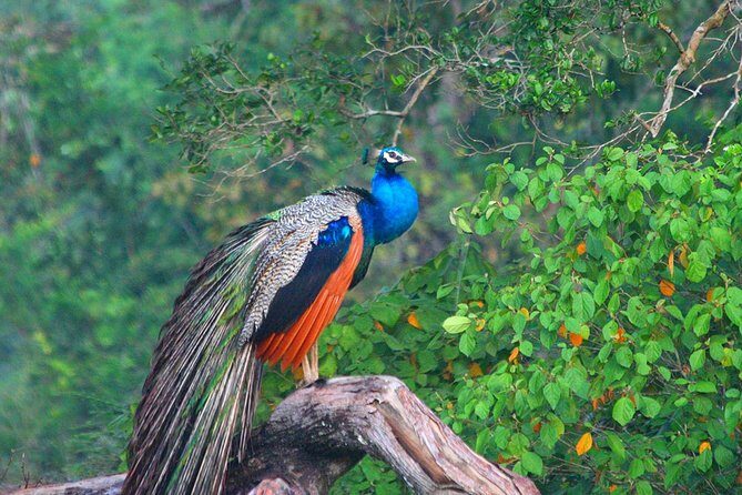 Wild Adventures Safari from Wilpattu - Key Points