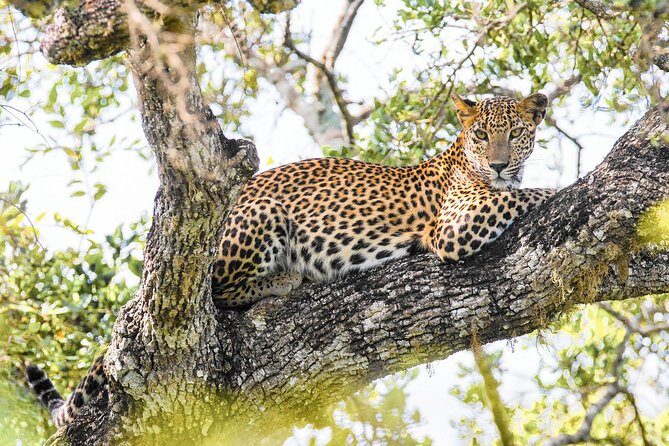 Wild Adventures Safari from Wilpattu - Who Will Love This Safari?