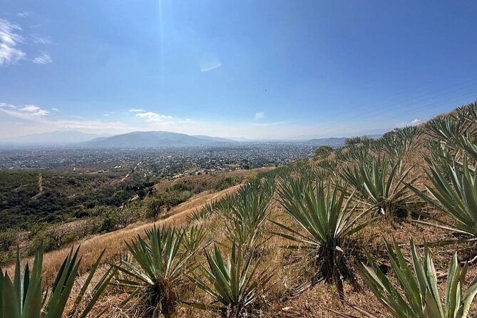 Wild Agaves Hiking Experience in Oaxaca - What the Reviews Say