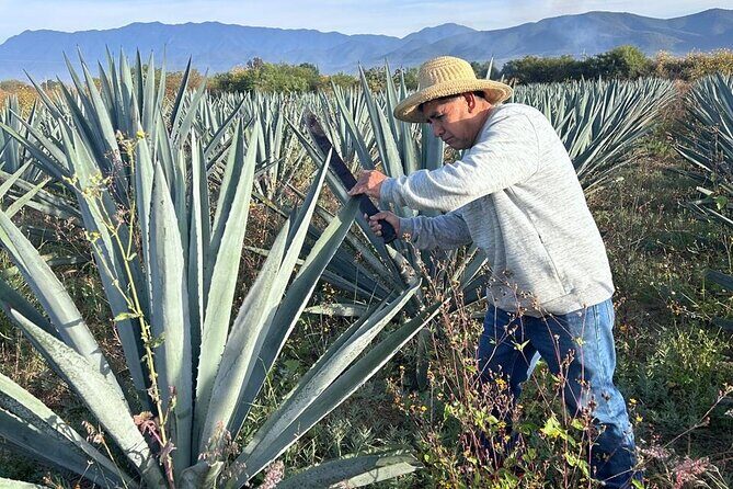 Wild Agaves Hiking Experience in Oaxaca - The Sum Up