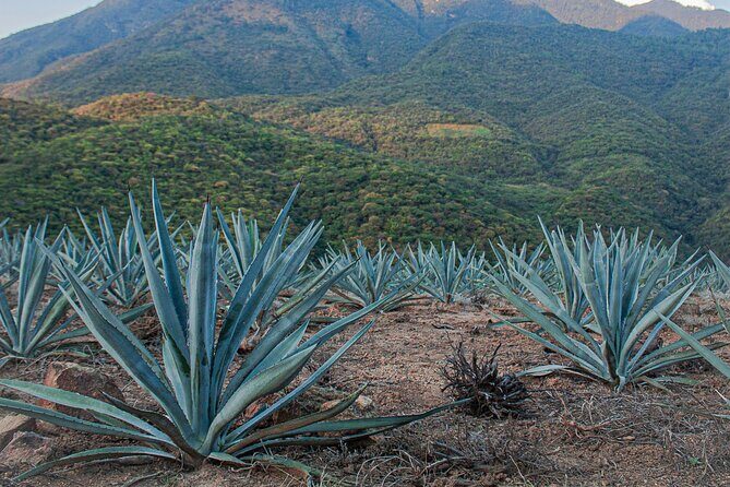 Wild Agaves Hiking Experience in Oaxaca - FAQs