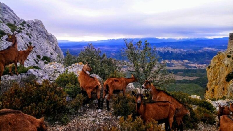 Wild Alps, Verdon Canyon, Moustiers village, Lavender fields - FAQ