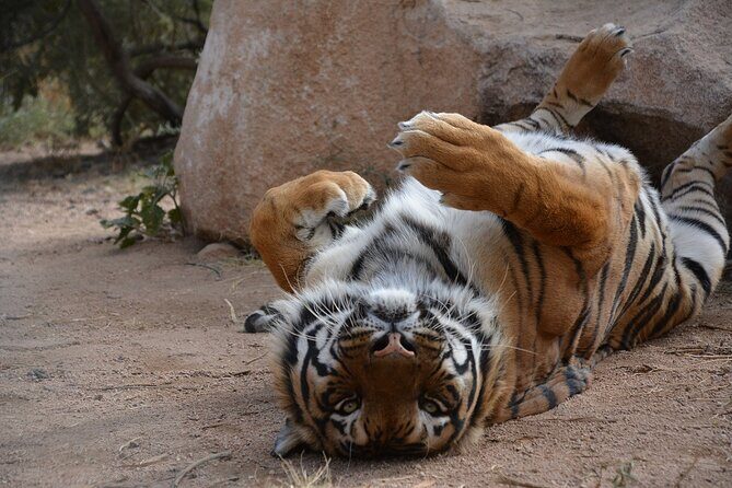 Wild Animal Nature Park Scenic Route 66 Crozier Canyon - Is it Worth the Price?