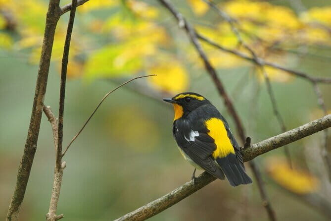 Wild Bird Sanctuary Forest Guided Tour in Nagano - The Practicalities