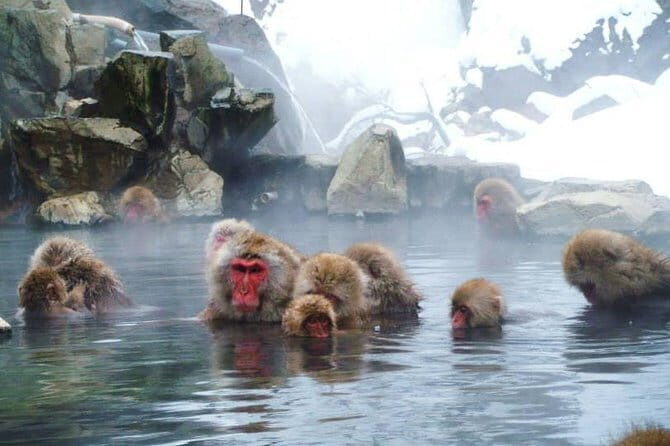 Wild Bird Sanctuary Forest Guided Tour in Nagano - Final Thoughts