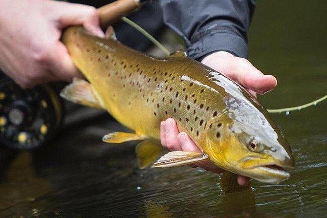 Wild Brown Trout fishing. Lough Corrib. French speaking Ghillie/Guide. Full day. - An In-Depth Look at the Experience