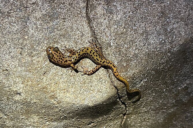 Wild Cave Adventure Tour - The Sum Up