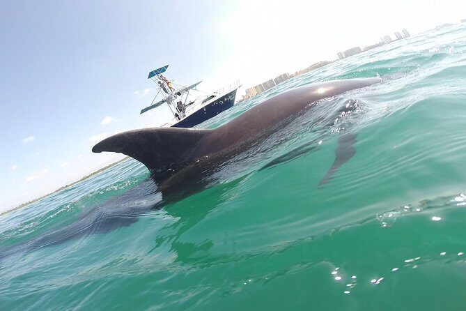 Wild Dolphin Encounter in Puerto Vallarta - Wild Dolphin Encounter in Puerto Vallarta: An In-Depth Review