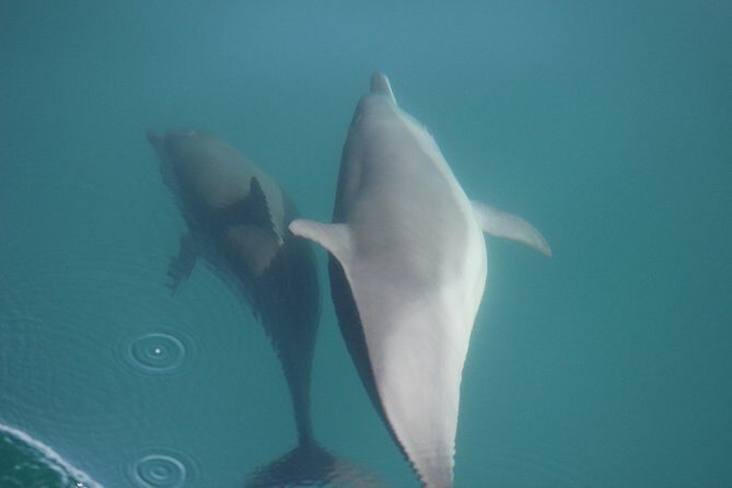 Wild Dolphin Encounter in Puerto Vallarta - The Value for Money and Booking Insights